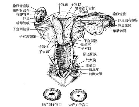 女人的阴|解剖学高清图谱 女性生殖系统